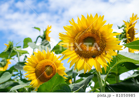 ひまわり畑　青空とひまわりのクローズアップ　 81050985