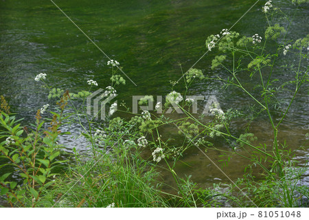 戦場ヶ原湯川の水辺に咲くドクゼリの花 81051048