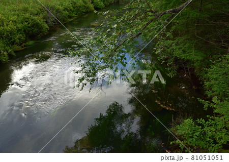 戦場ヶ原青木橋から見た湯川の水面 戦場ヶ原青木橋から見た湯川の水面 81051051