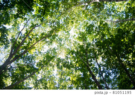 森林浴イメージ 81051195