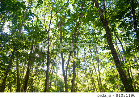 森林浴イメージ 81051196