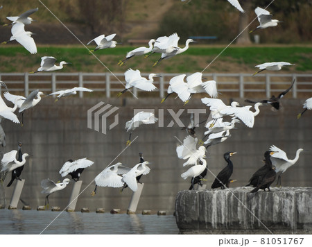 白鷺(コサギ)集団の飛翔シーン 白鷺(コサギ)集団の飛翔シーン 81051767