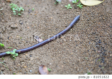 Siebold's earthworm (striped type) - Stock Photo [81051822] - PIXTA