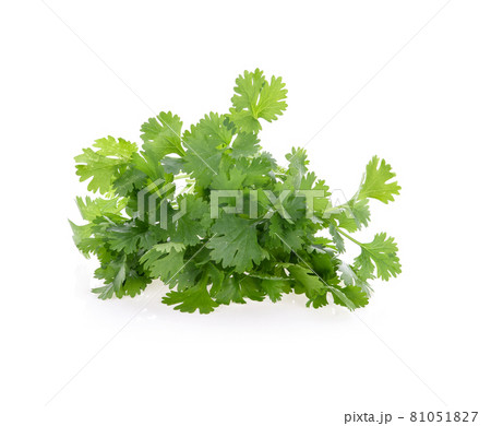 coriander leaves isolated on white background 81051827