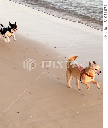 ビーチでおいかけっこする犬たち ビーチでおいかけっこする犬たち 81051871