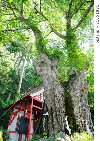 楢の巨木　田沢湖御座石神社　秋田県 81051891