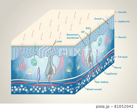 Anatomy of the skin and the layers and elements that compose it. Anatomy of the skin and the layers and elements that compose it. 81052042