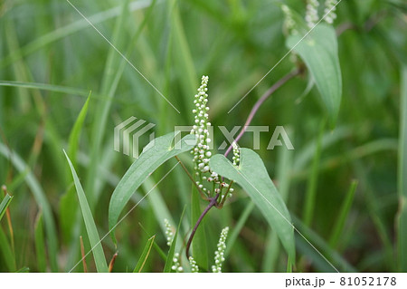 自然薯の花 81052178