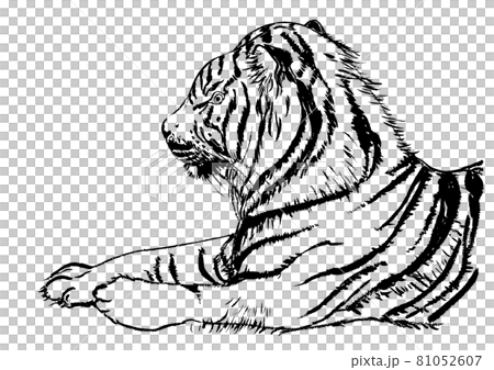 一隻老虎的單色畫筆圖 81052607