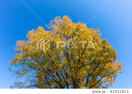 紅葉の一本の木 紅葉の一本の木 81052823