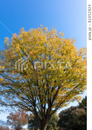 紅葉の一本の木 紅葉の一本の木 81052824