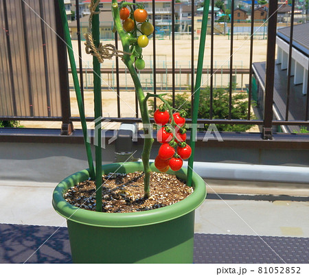 ミニトマト　プチトマト 81052852
