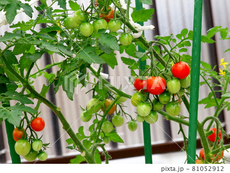 ミニトマト　プチトマト 81052912