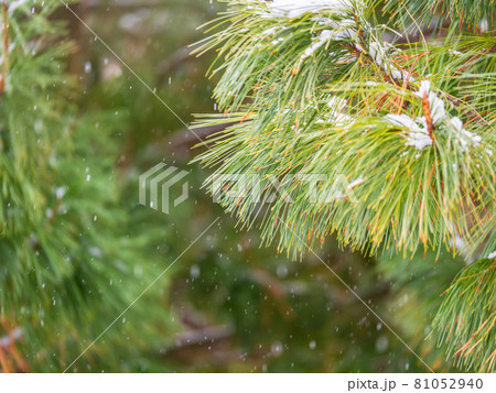 Cedar branches with long fluffy needles in winter covered with snow. Pinus sibirica, or Siberian pine. Pine branch with long and thin needles. Cedar branches with long fluffy needles in winter covered with snow. Pinus sibirica, or Siberian pine. Pine branch with long and thin needles. 81052940