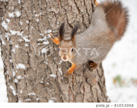Funny squirrel sitting on a tree trunk in winter 81053008