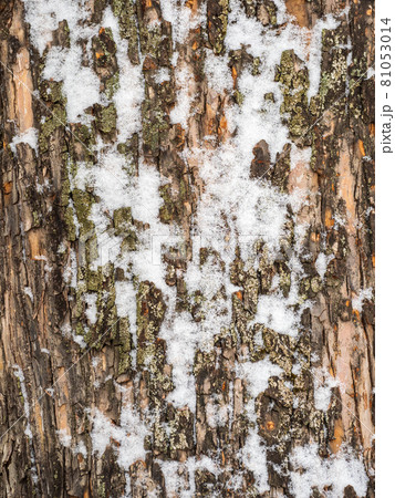 Relief texture of the brown bark of a tree with green moss on it. 81053014