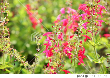 サルビアコネクシアの花　レディインレッド 81053076