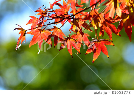 真赤に紅葉したモミジ 81053778