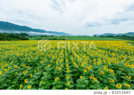 まんのう町のひまわり畑　中山ひまわり団地 81053895