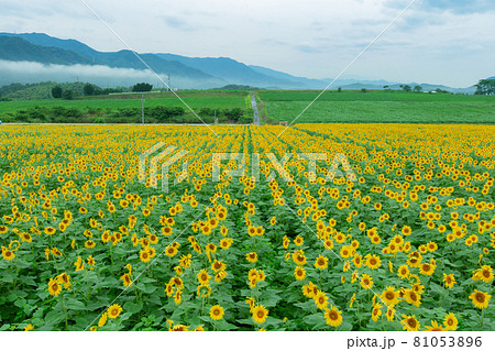 まんのう町のひまわり畑　中山ひまわり団地 81053896