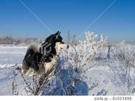 Alaskan Malamute on the snow-covered field. High quality photo Alaskan Malamute on the snow-covered field. High quality photo 81053898