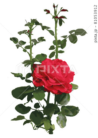 Red garden rose. Vector illustration. Vector illustration 81053912