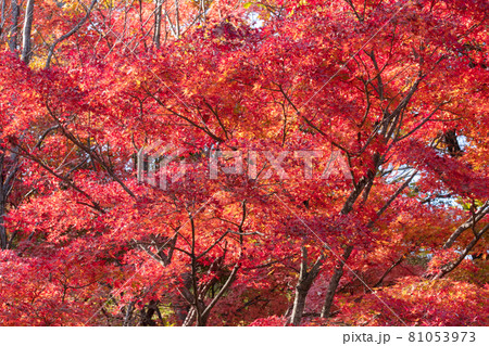 モミジの紅葉 モミジの紅葉 81053973