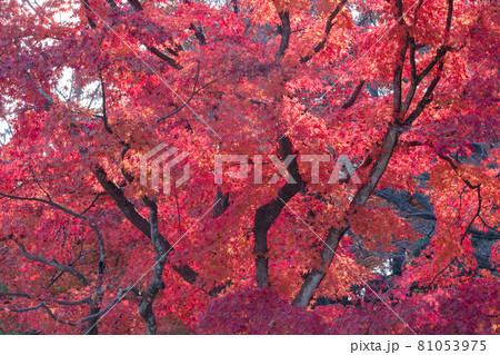モミジの紅葉 81053975