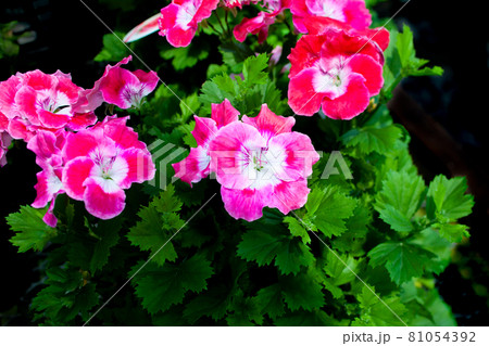 ペラルゴニウム・フェアリーチュチュ　赤　花 81054392