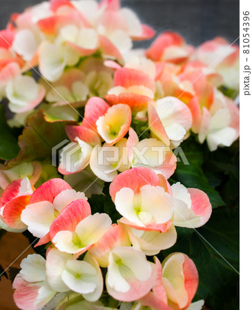 ベゴニア　オレンジ　白　花-2 81054396