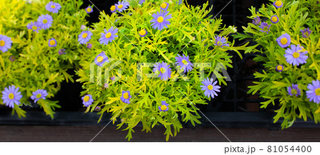 ブラキカム・ゴールドマット 紫 花 ブラキカム・ゴールドマット 紫 花 81054400