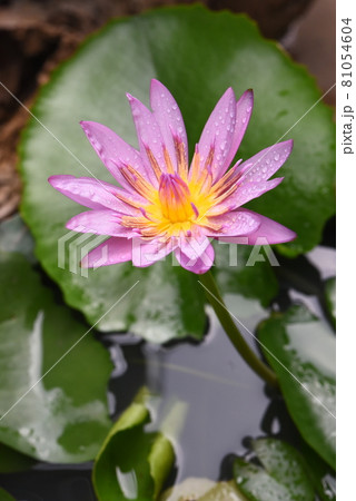 Purple lotus with water droplets close-up 81054604