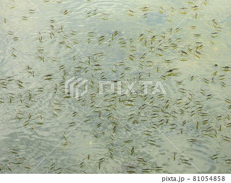 水面を覆い尽くすアメンボの群れ 81054858