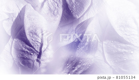 Floral purple background. Rose flower petals close-up after the rain. Water droplets on the petals. 81055134