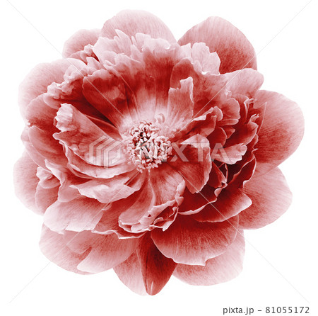 red  peony flower isolated on  a white  background with clipping path  no shadows. Closeup.  Nature. 81055172