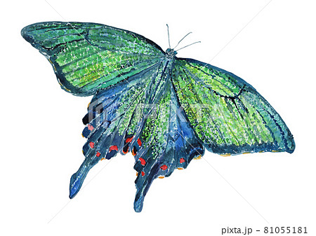 羽を広げたカラスアゲハの水彩イラスト 羽を広げたカラスアゲハの水彩イラスト 81055181