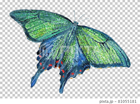 中國孔雀蝴蝶展翅的水彩插圖 81055181