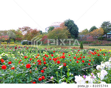 満開のダリア　ダリヤ園　川西町 81055744