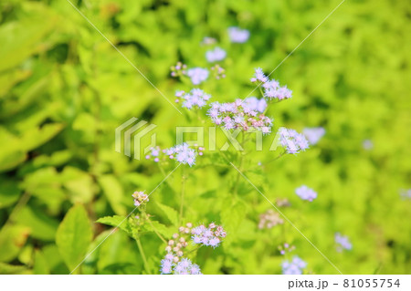 アゲラタムの花 アゲラタムの花 81055754