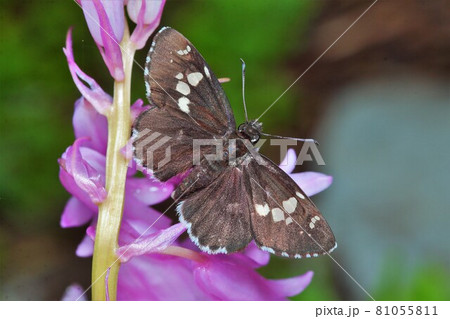 ダイミョウセセリ 蝶 昆虫 ダイミョウセセリ 蝶 昆虫 81055811