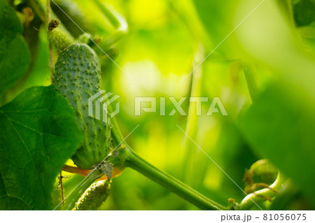 Growth of greenhouse cucumbers 81056075
