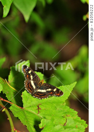 サカハチチョウ 夏型 メス 蝶 昆虫 サカハチチョウ 夏型 メス 蝶 昆虫 81056222