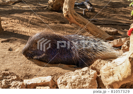 Hystrix indica, Indian crested porcupine in Tabernas desert, Andalusia, Spain Hystrix indica, Indian crested porcupine in Tabernas desert, Andalusia, Spain 81057329