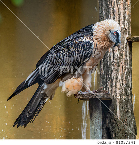 Bearded vulture, Gypaetus barbatus in Jerez de la Frontera, Andalusia, Spain Bearded vulture, Gypaetus barbatus in Jerez de la Frontera, Andalusia, Spain 81057341