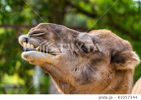 Dromedary, Camelus dromedarius in Jerez de la Frontera, Andalusia, Spain Dromedary, Camelus dromedarius in Jerez de la Frontera, Andalusia, Spain 81057344