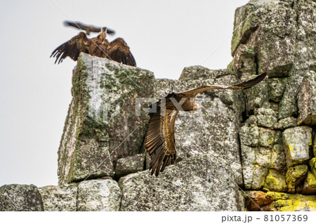 Griffon vultures, Gyps fulvus in Monfrague National Park. Extremadura, Spain Griffon vultures, Gyps fulvus in Monfrague National Park. Extremadura, Spain 81057369