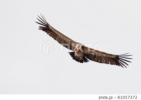 Griffon vulture, Gyps fulvus in Monfrague National Park. Extremadura, Spain Griffon vulture, Gyps fulvus in Monfrague National Park. Extremadura, Spain 81057372