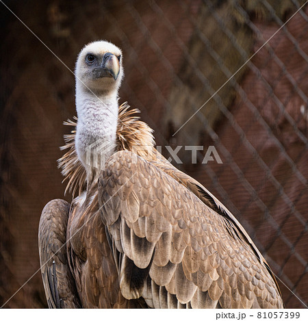 Griffon vulture, Gyps fulvus in Jerez de la Frontera, Andalusia, Spain Griffon vulture, Gyps fulvus in Jerez de la Frontera, Andalusia, Spain 81057399