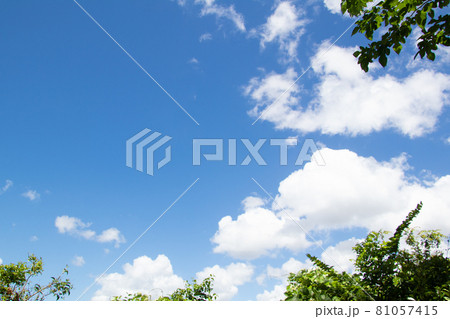 夏空と雲と木 夏空と雲と木 81057415