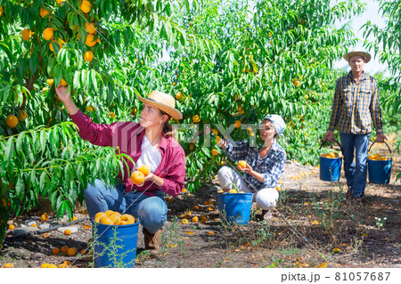 Plantation workers picking peaches Plantation workers picking peaches 81057687